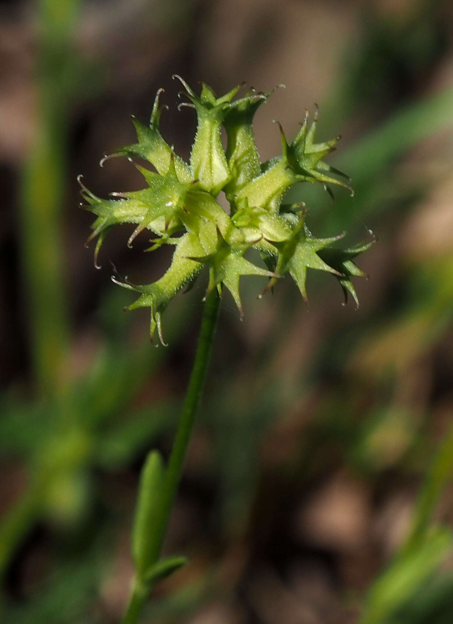 Image of Valerianella dactylophylla Boiss. & Hohen.