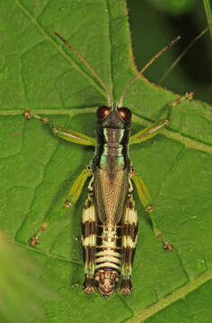 Melanoplus viridipes Scudder & S. H. 1897的圖片