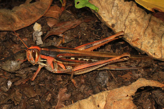 Image of American Bird Grasshopper