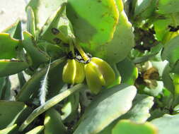 Image of Tetraena stapfii (Schinz) Beier & Thulin