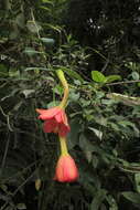 Image of Passiflora crispolanata Uribe