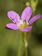 Image of Bridges' gilia