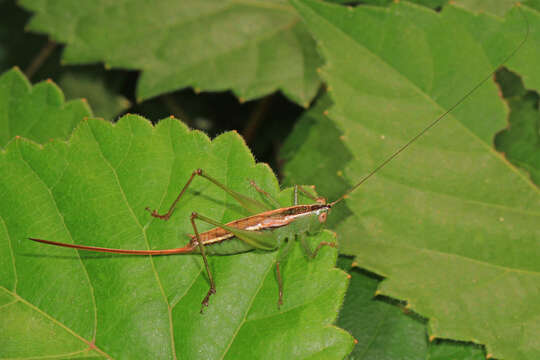 Image of Straight-lanced Meadow Katydid