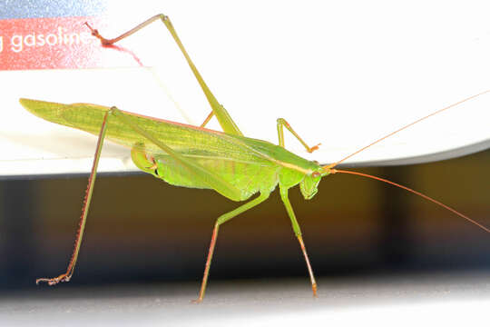 Image of Scudder's bush katydids