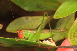 Image of Red-headed Meadow Katydid