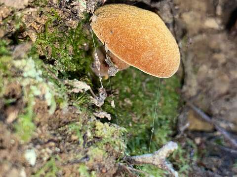 Imagem de Chalciporus aurantiacus (McNabb) Pegler & T. W. K. Young 1981