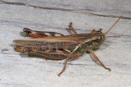 Image of Red-legged Grasshopper