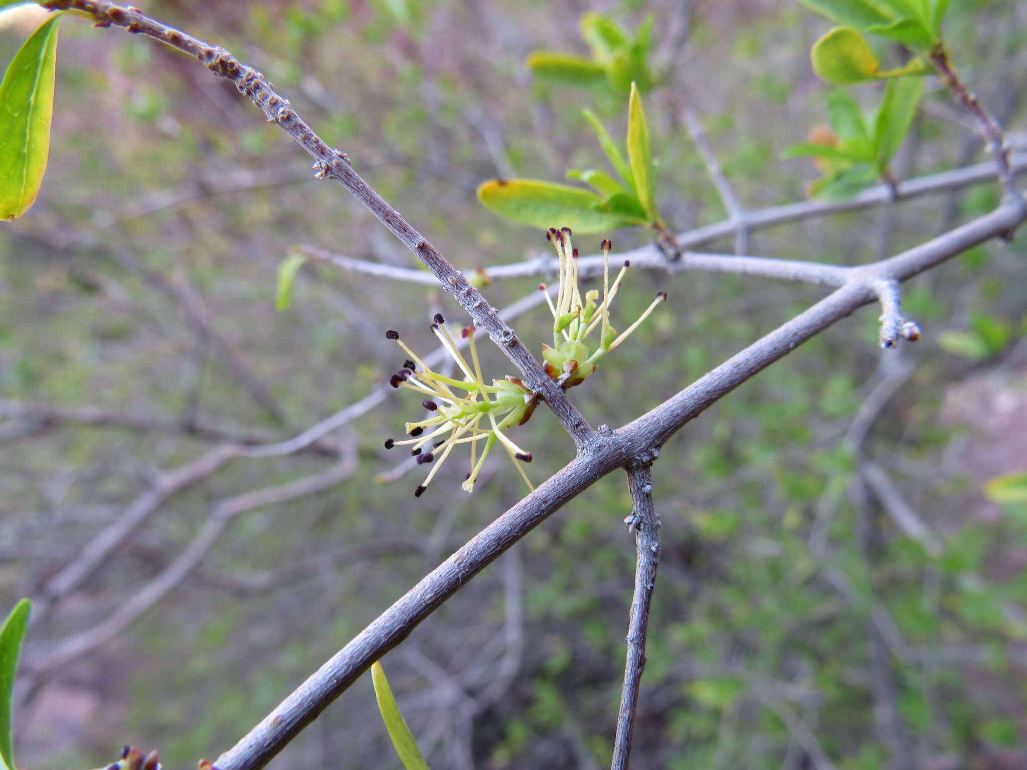 Image of desert olive