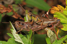 Melanoplus femurrubrum (De Geer 1773)的圖片