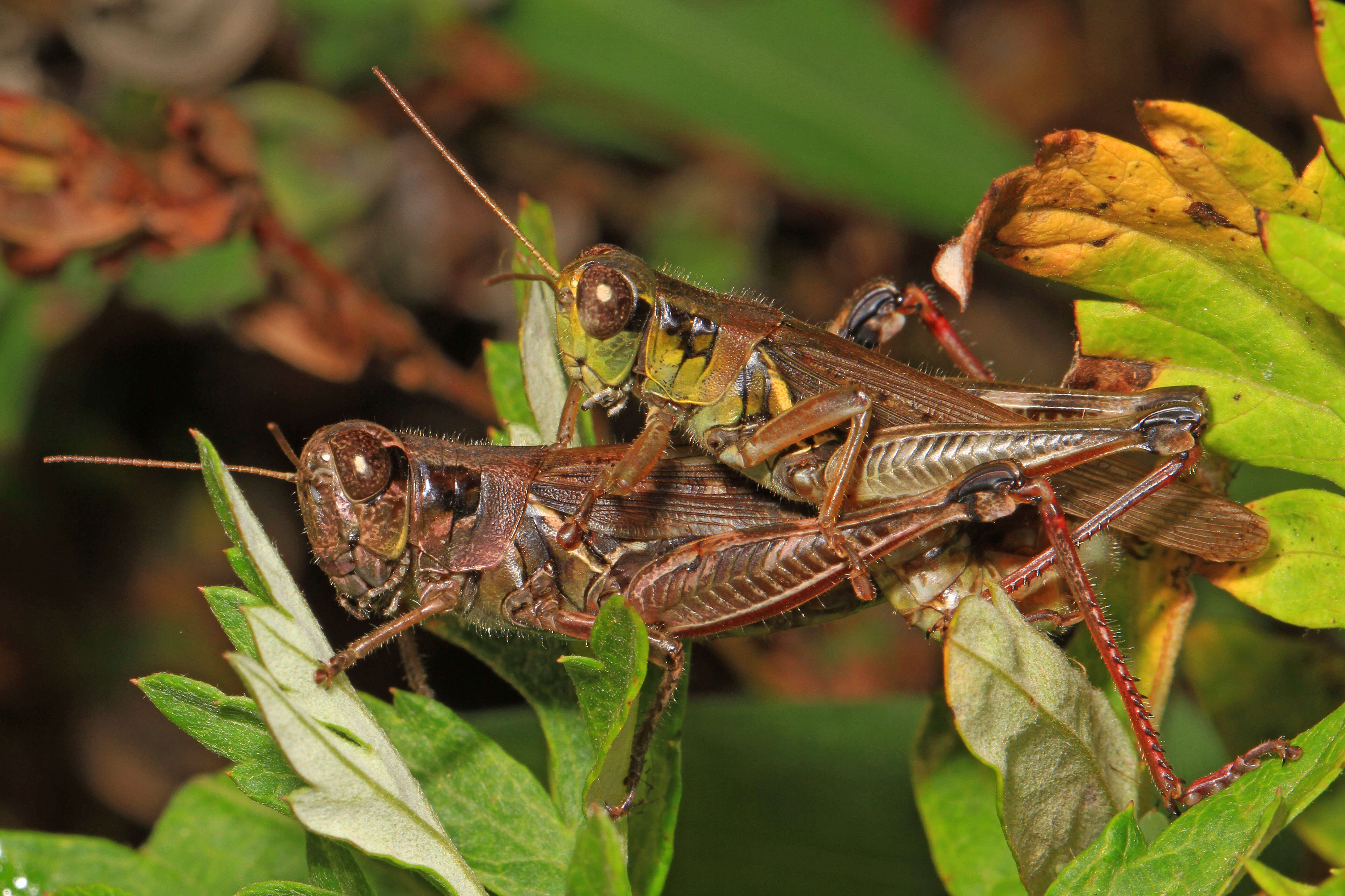 Image of Red-legged Grasshopper