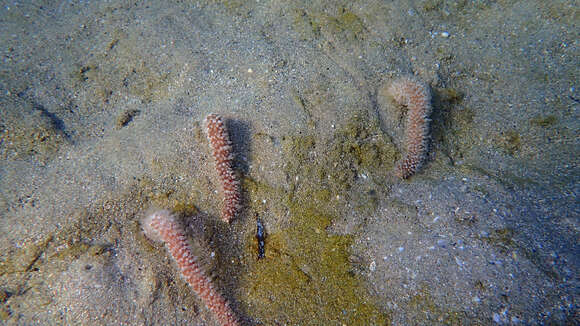 Image of barrel sea-pen