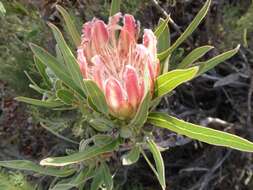 Imagem de Protea burchellii Stapf