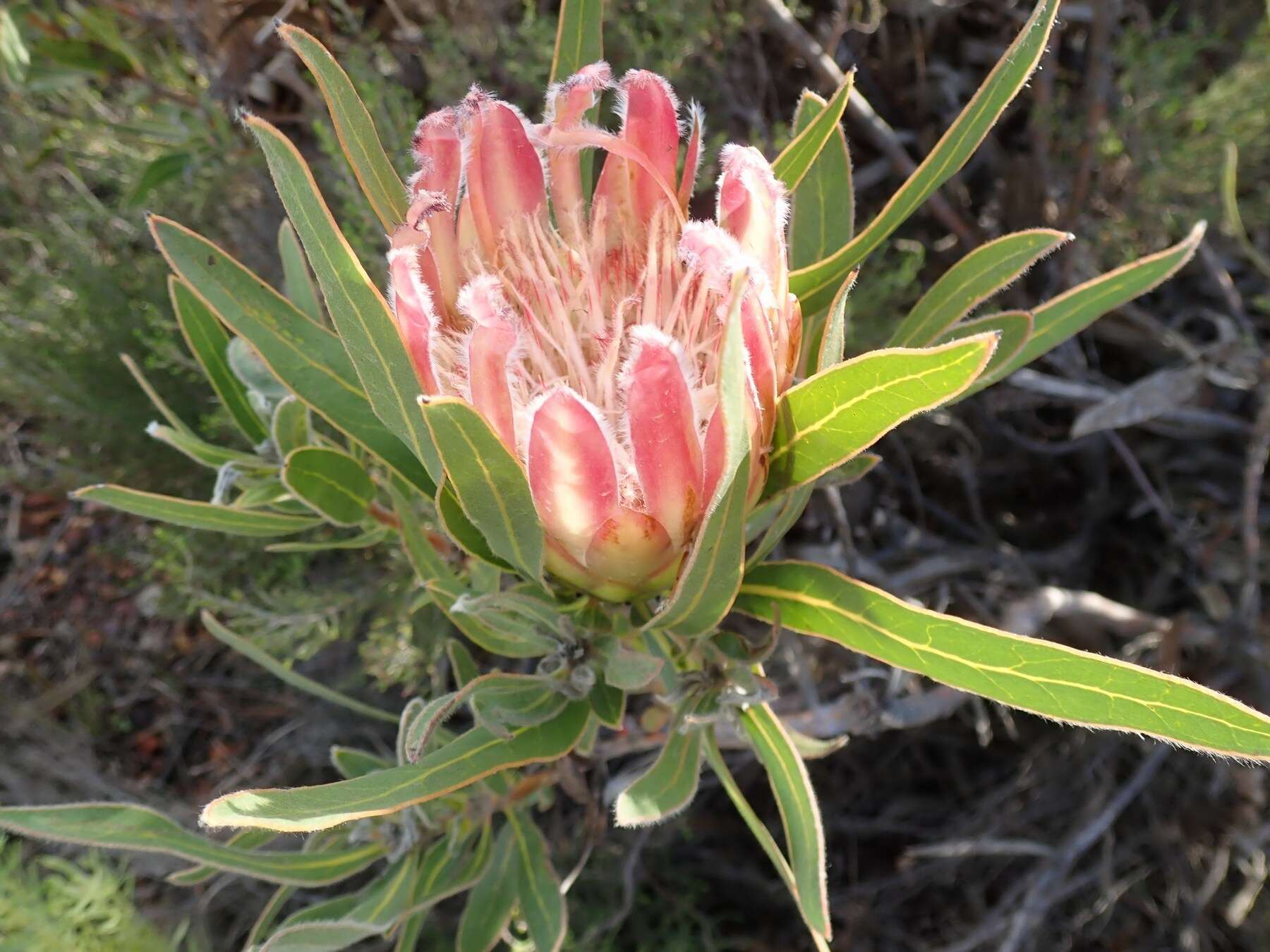 Image de Protea burchellii Stapf