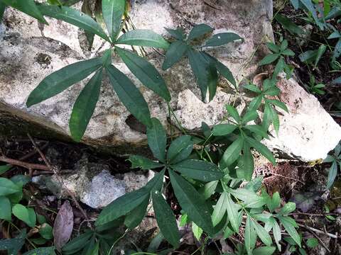 Imagem de Ipomoea heterodoxa Standl. & Steyerm.