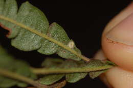 Image of Bucculatrix paroptila Braun 1963