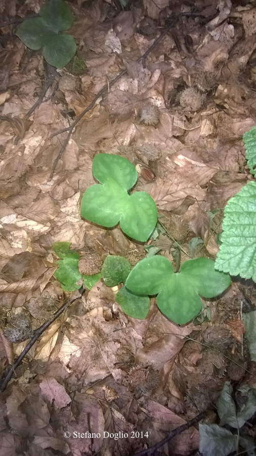 Plancia ëd Hepatica