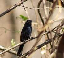 Image of Blue Seedeater