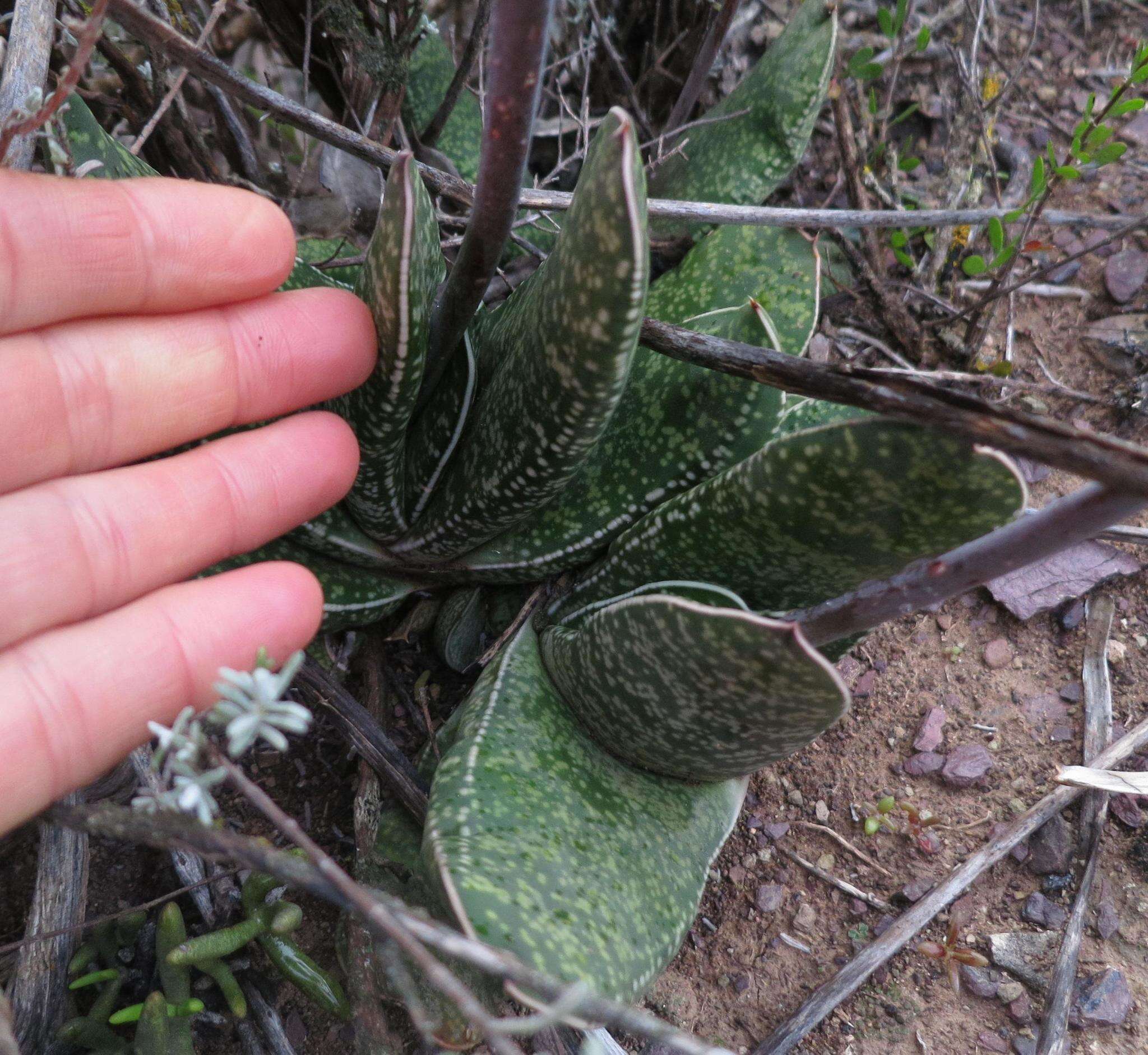 Image of Gasteria brachyphylla var. brachyphylla