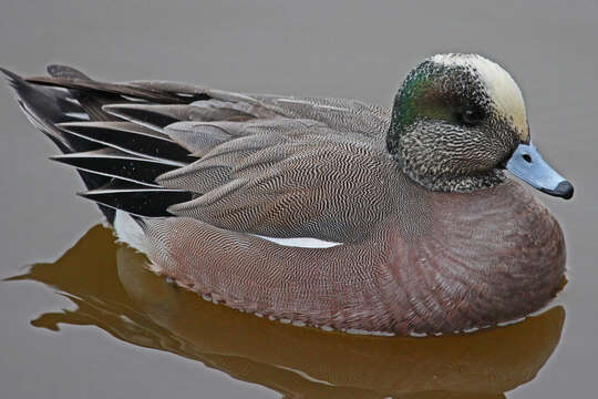 Image of American Wigeon