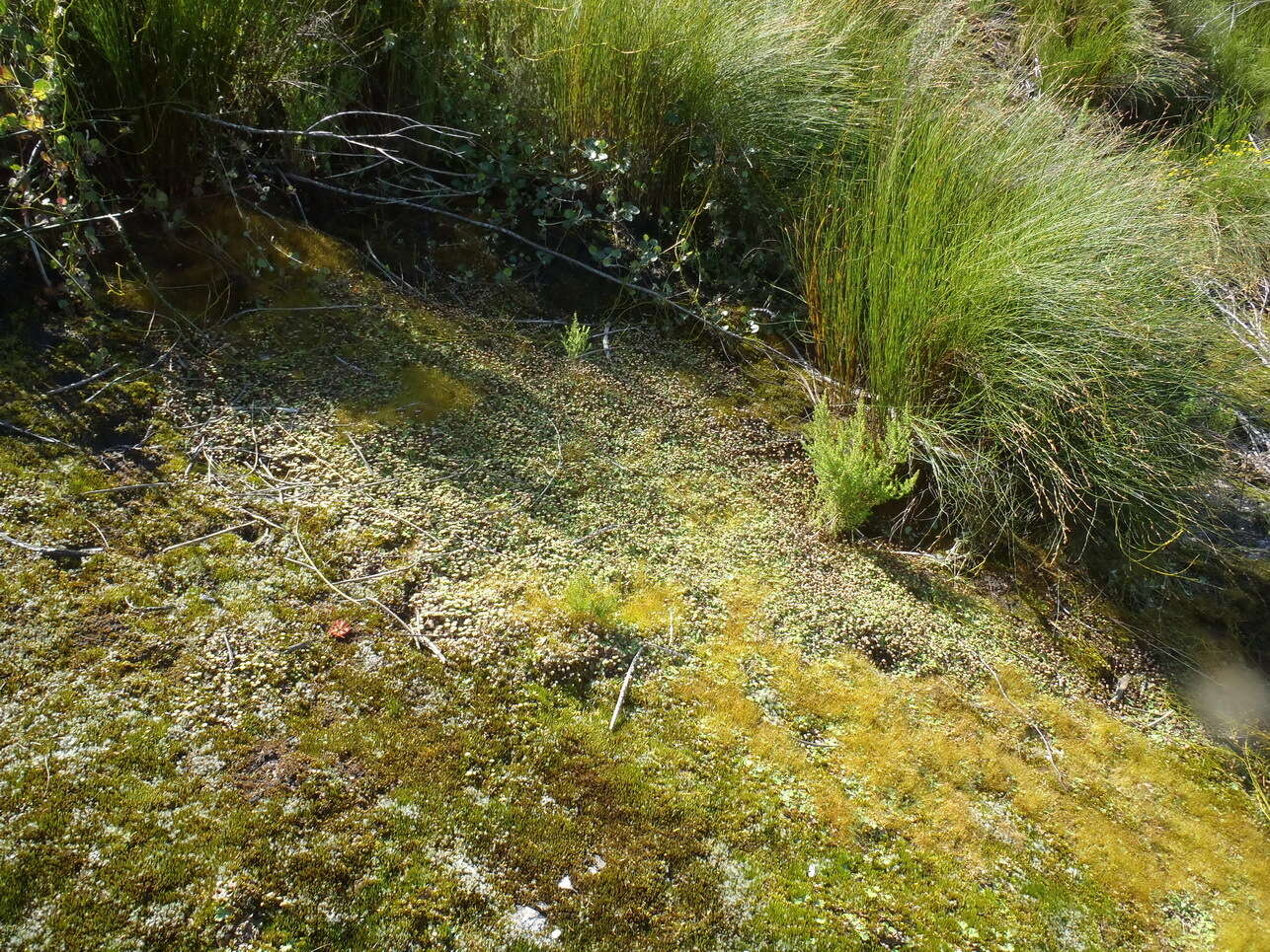 Image of Marchantia berteroana Lehm. & Lindenb.