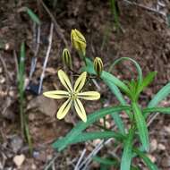 Sivun Triteleia ixioides subsp. anilina (Greene) L. W. Lenz kuva