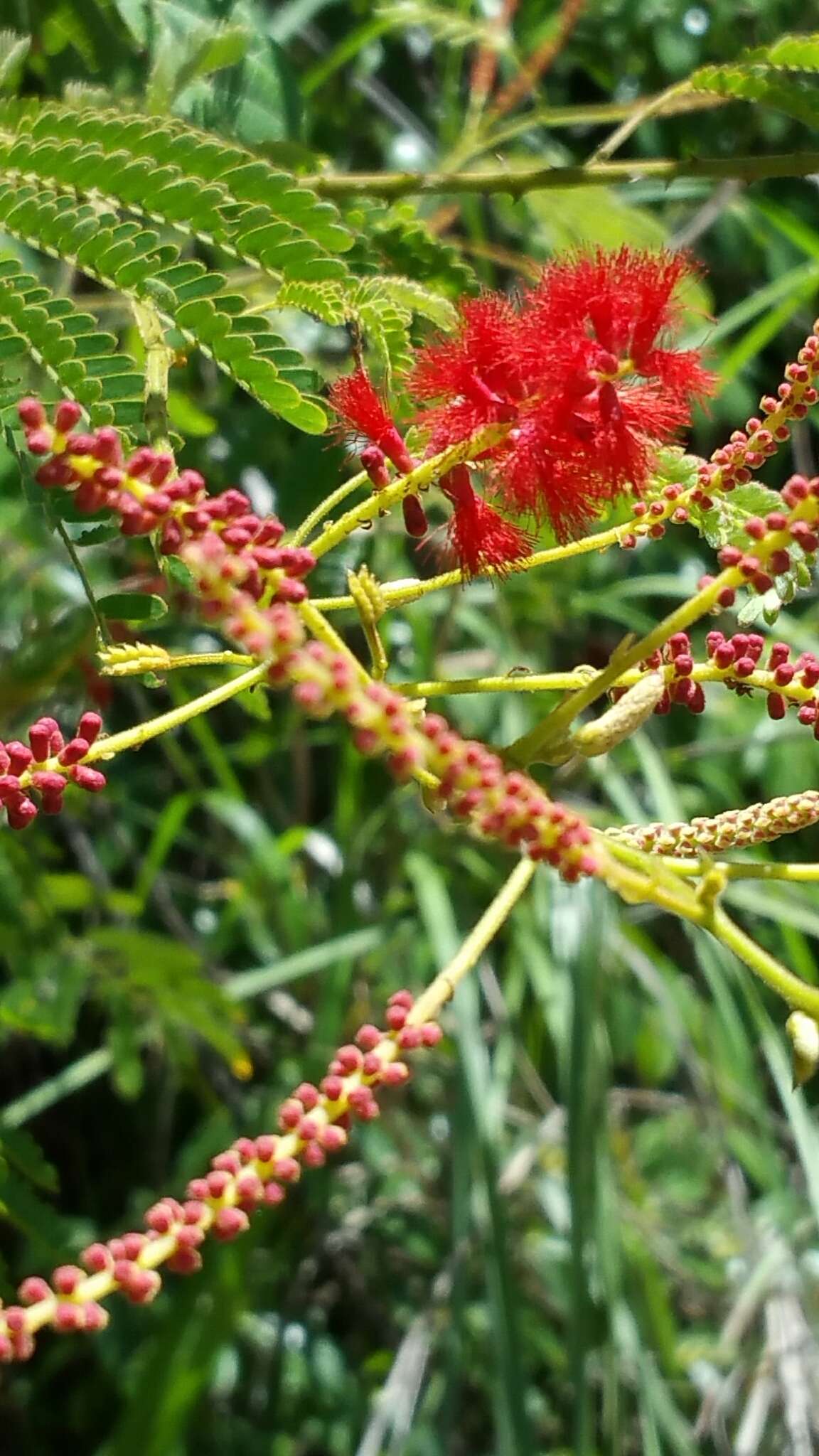 Image of Senegalia pervillei (Benth.) Boatwr.