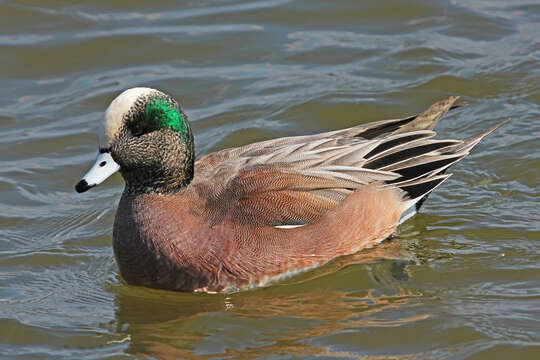 Image of American Wigeon