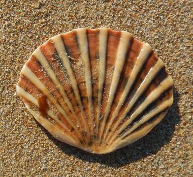 صورة Pecten fumatus Reeve 1852