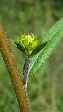 Image of Muck Sunflower