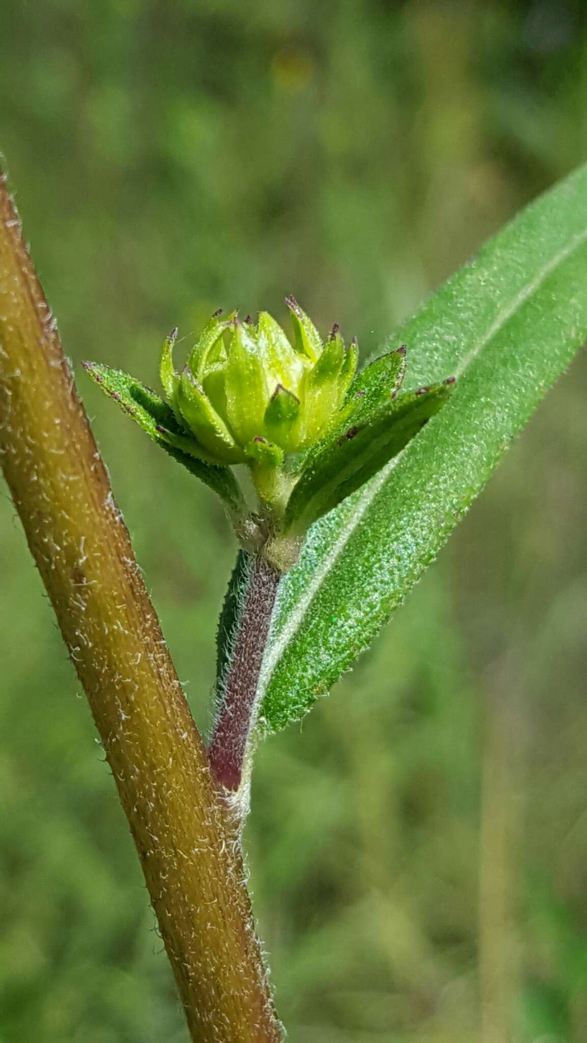 Sivun Helianthus simulans E. E. Watson kuva