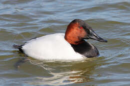 Image of Canvasback