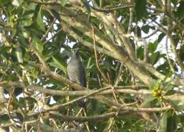 Image of Barred Cuckoo-shrike