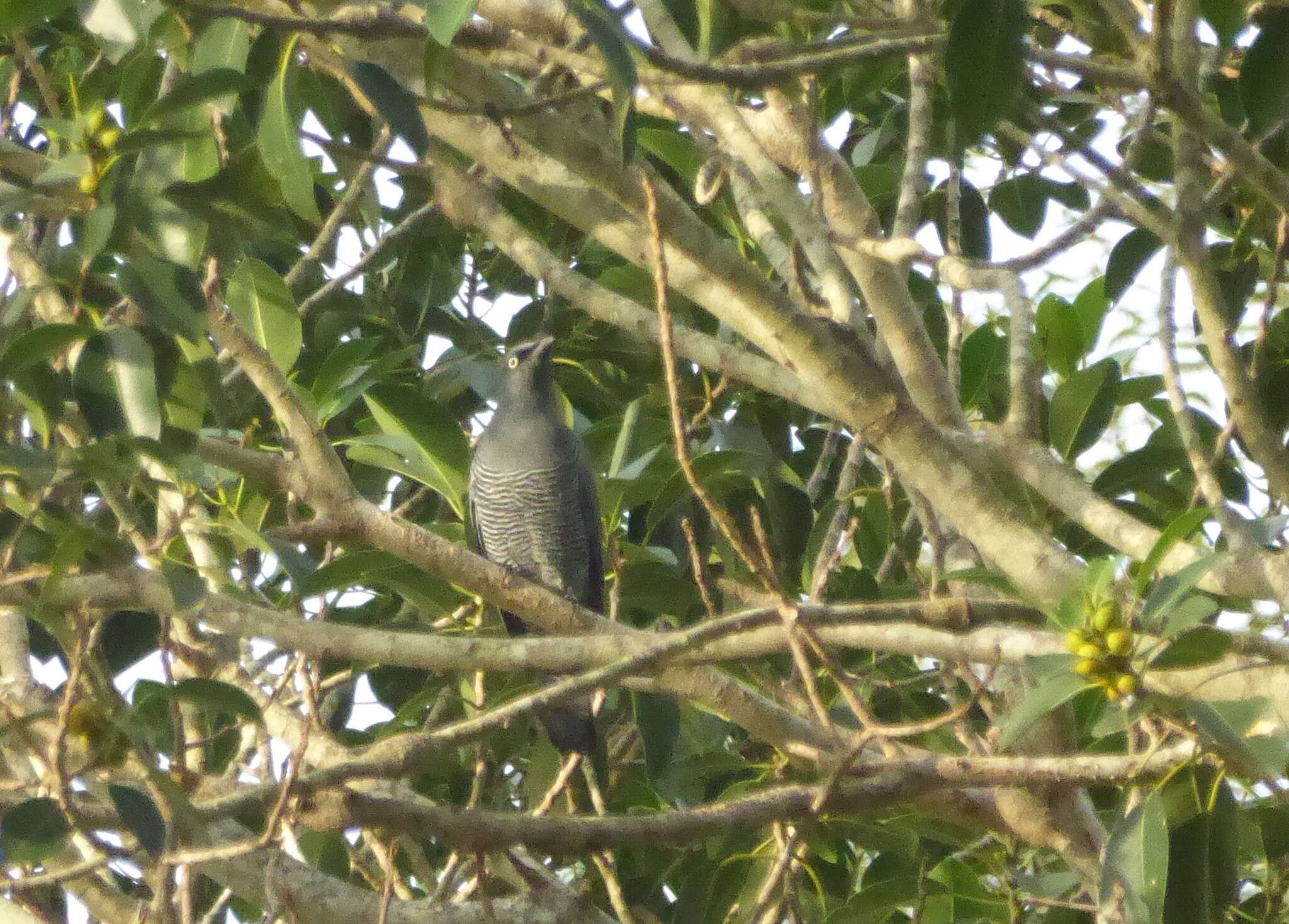 Image of Barred Cuckoo-shrike