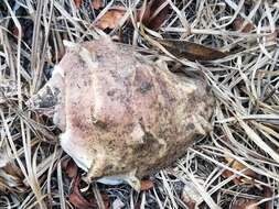 Image of West Indian crown conch