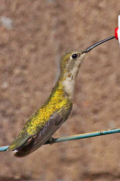 Image of Black-chinned Hummingbird