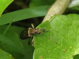 Image of Donacia marginata Hoppe 1795