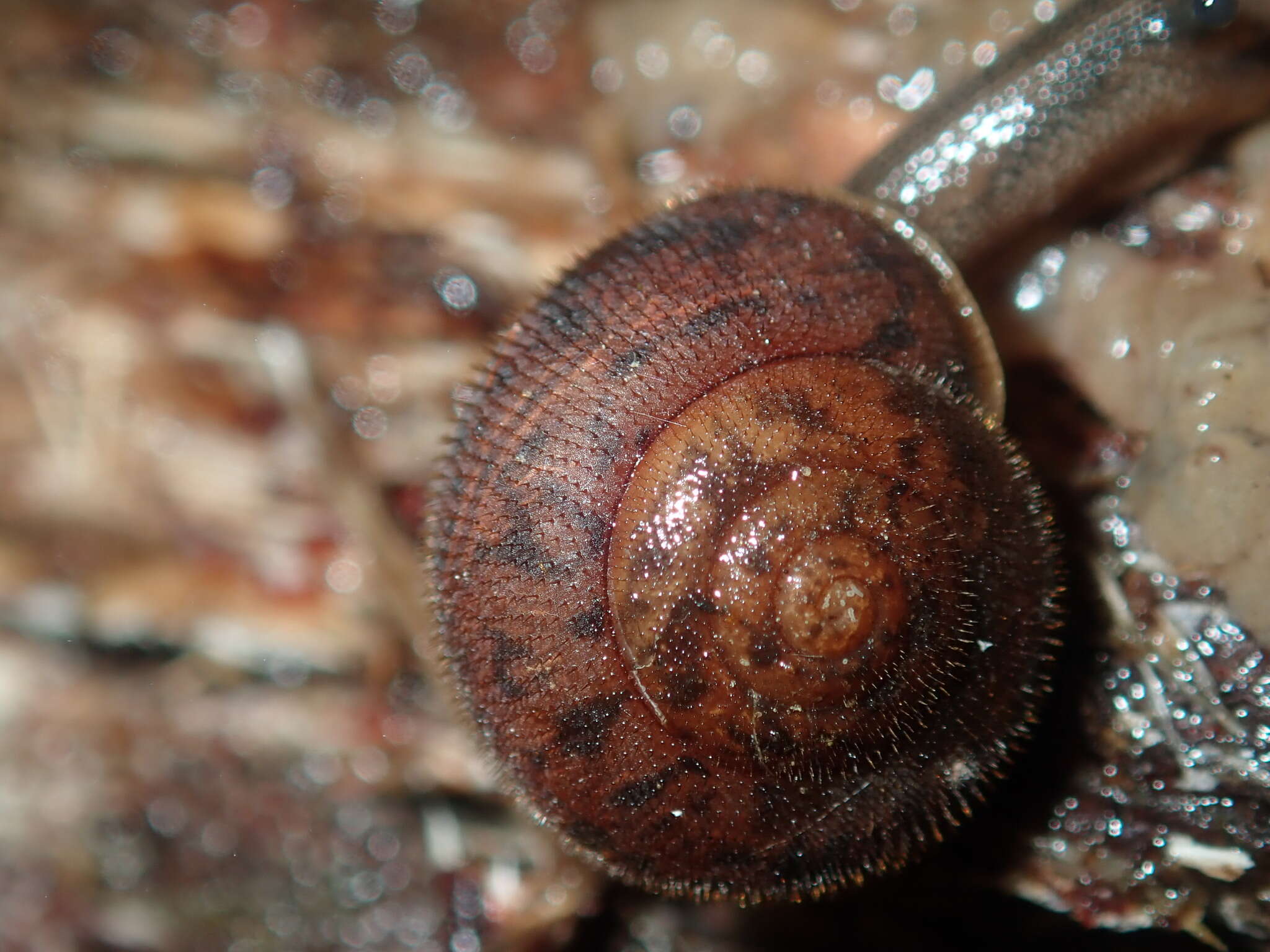 Image of Austrochloritis wollemiensis Shea & Griffiths 2010