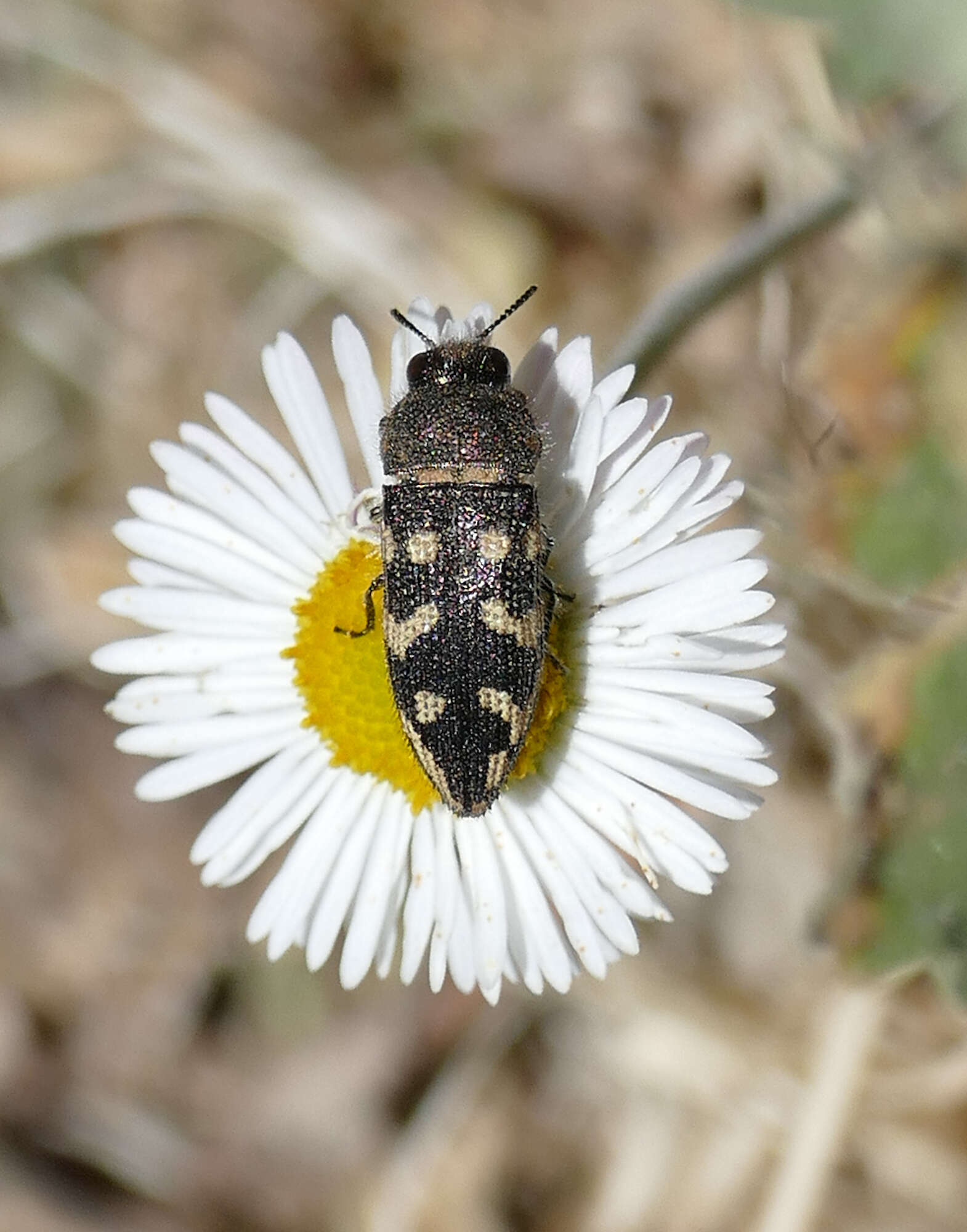 Image of Acmaeodera bowditchi Fall 1901