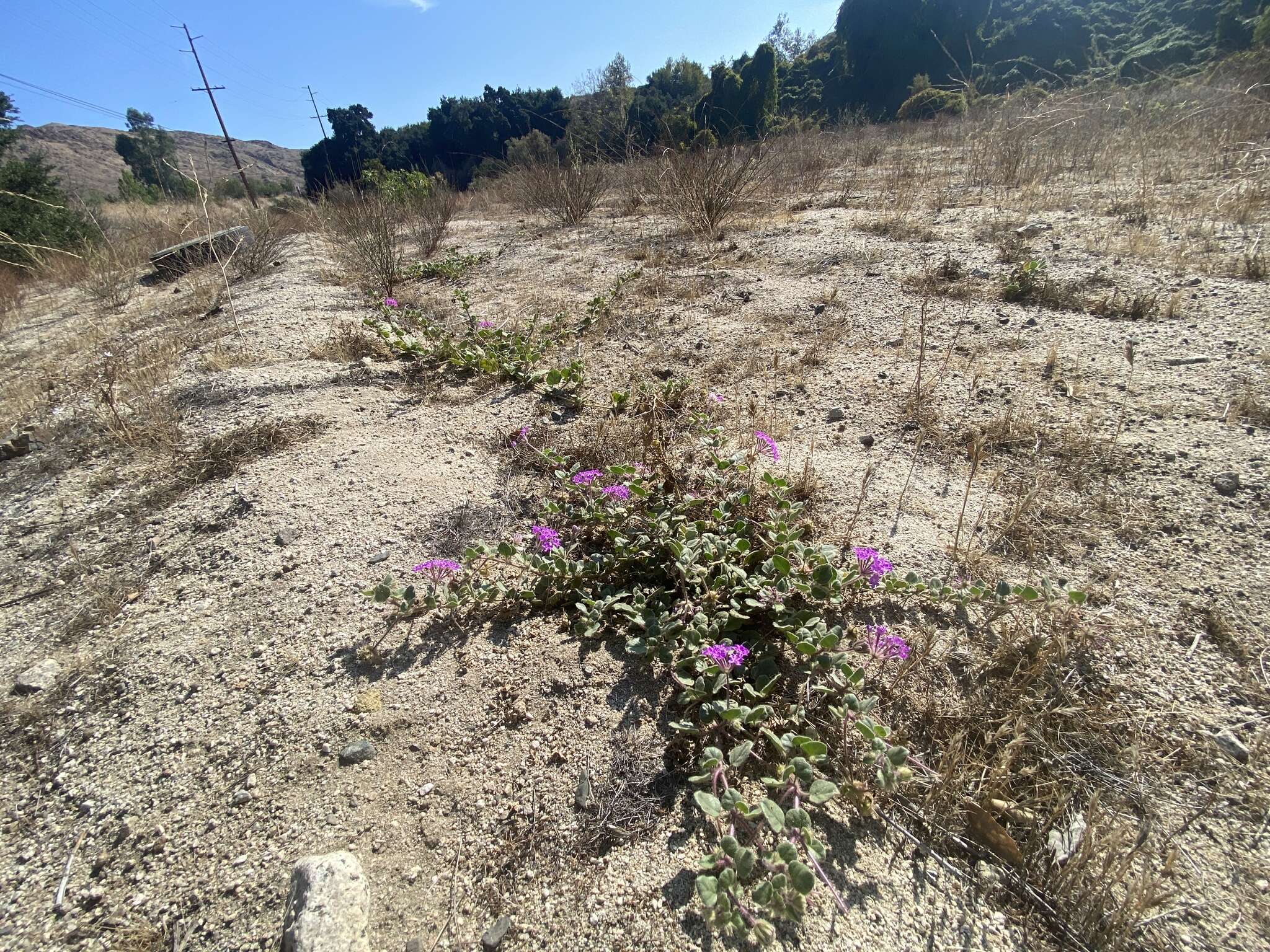 Image of desert sand verbena