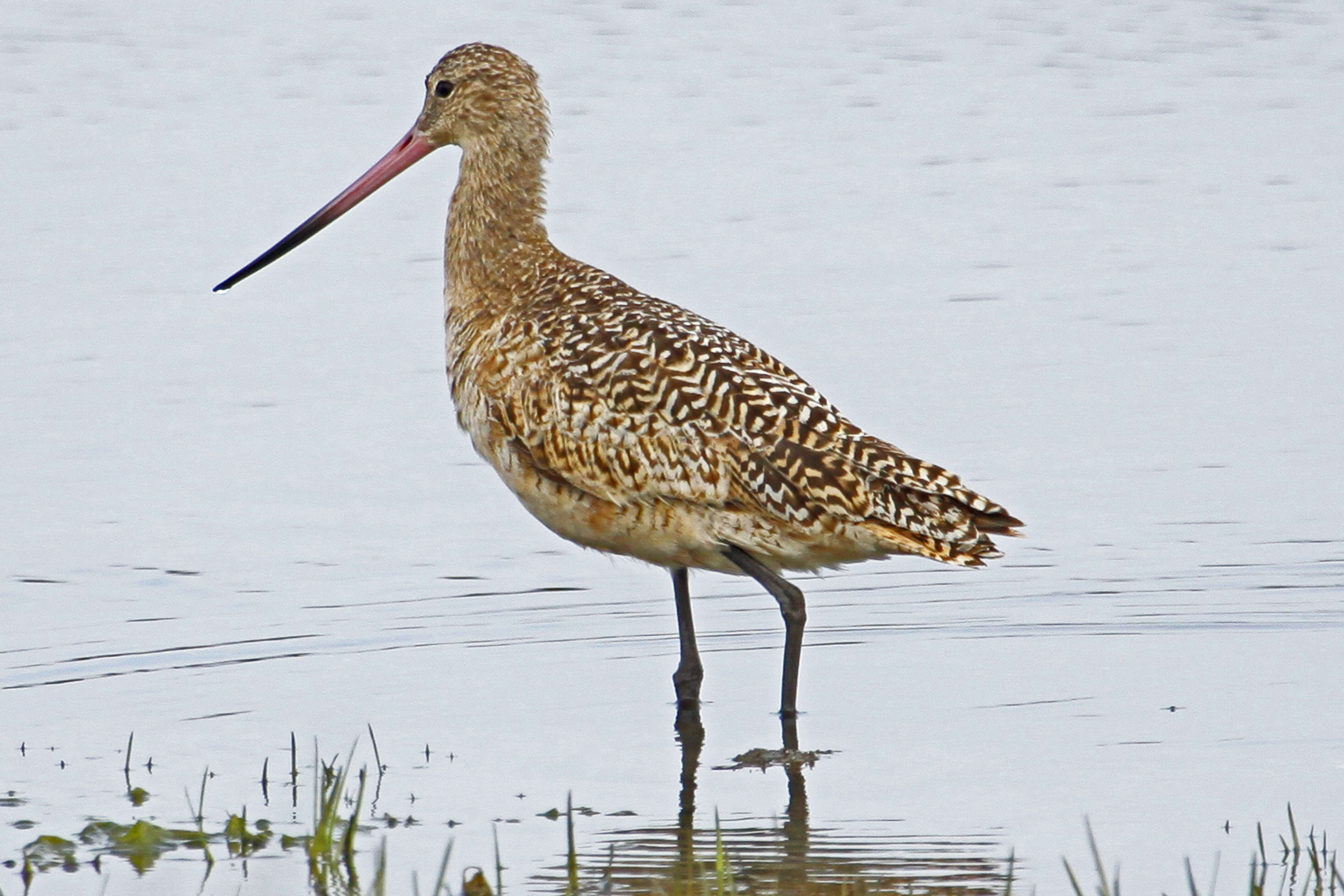 Image of Marbled Godwit