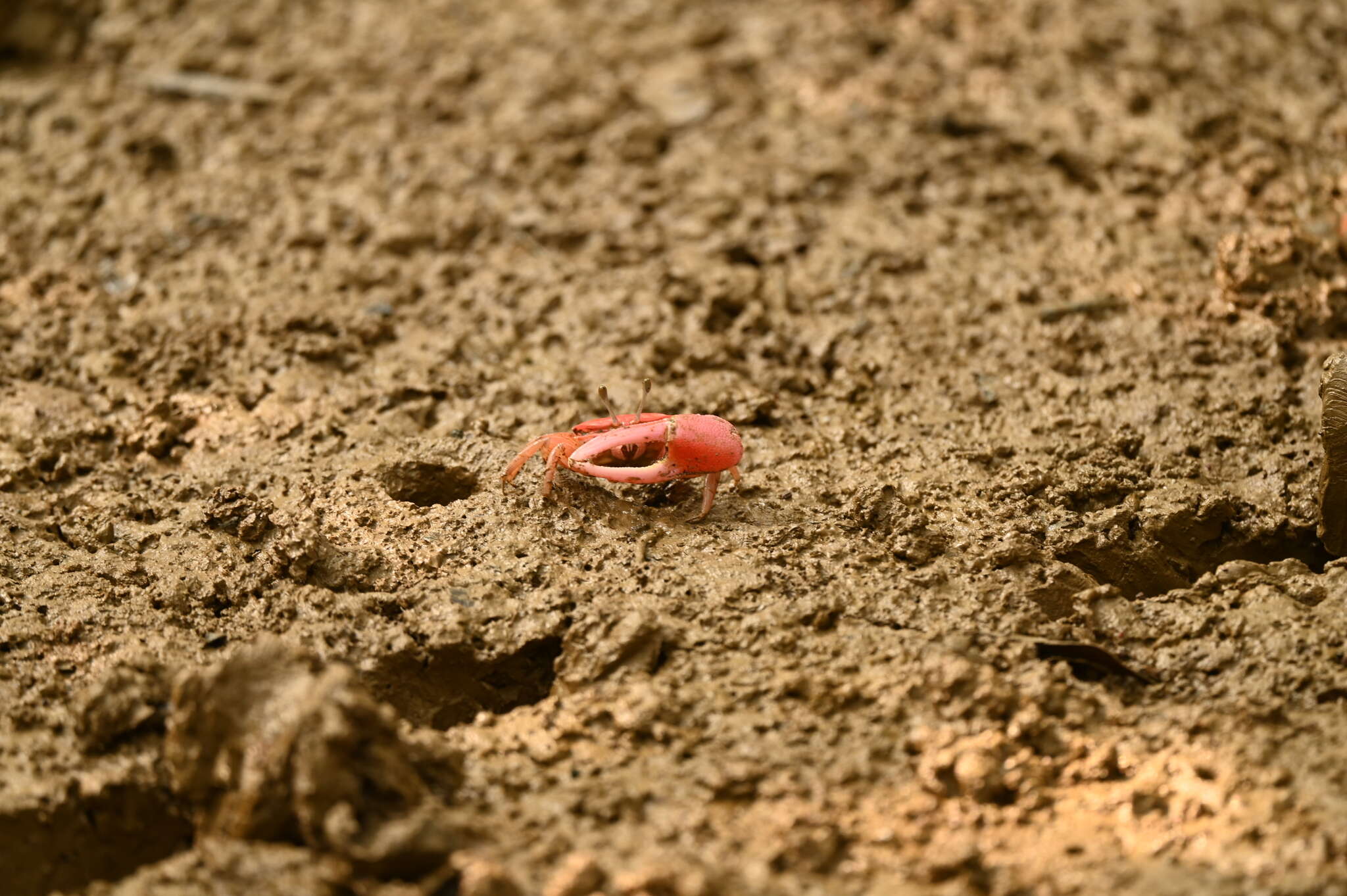 Plancia ëd Tubuca rosea (Tweedie 1937)