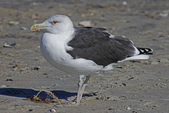 Image of Great Black-backed Gull