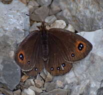 Image of Black Ringlet