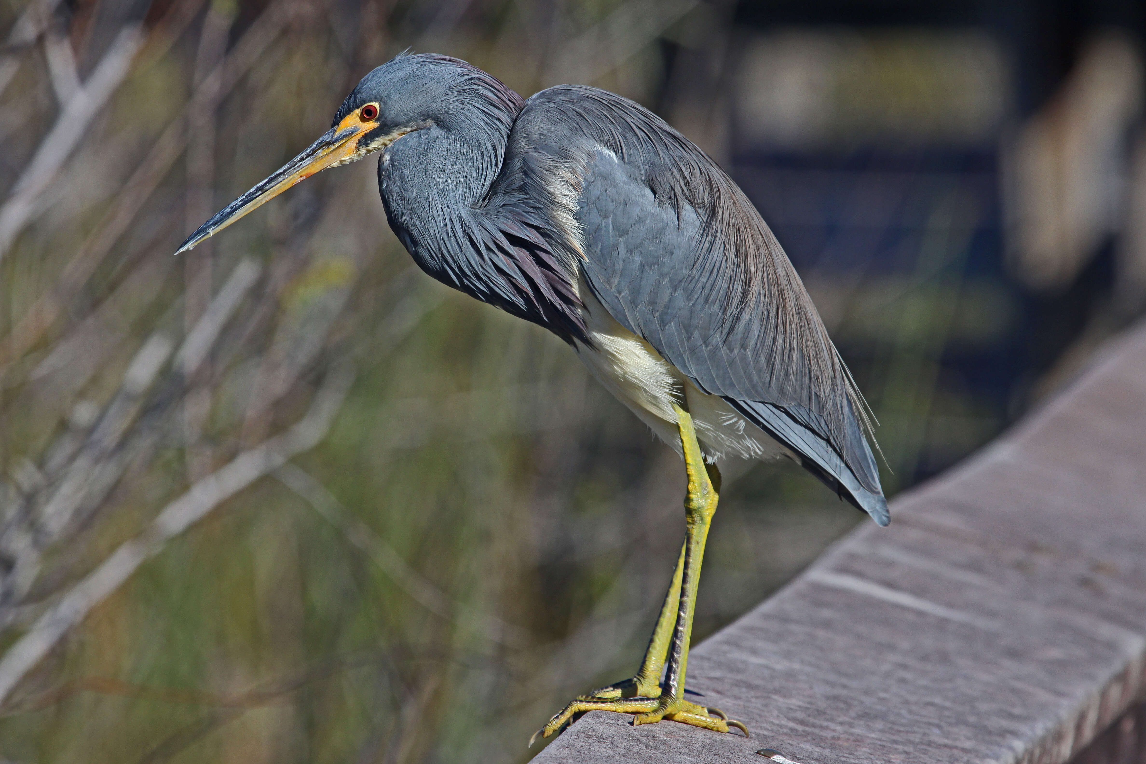 Image de Aigrette tricolore