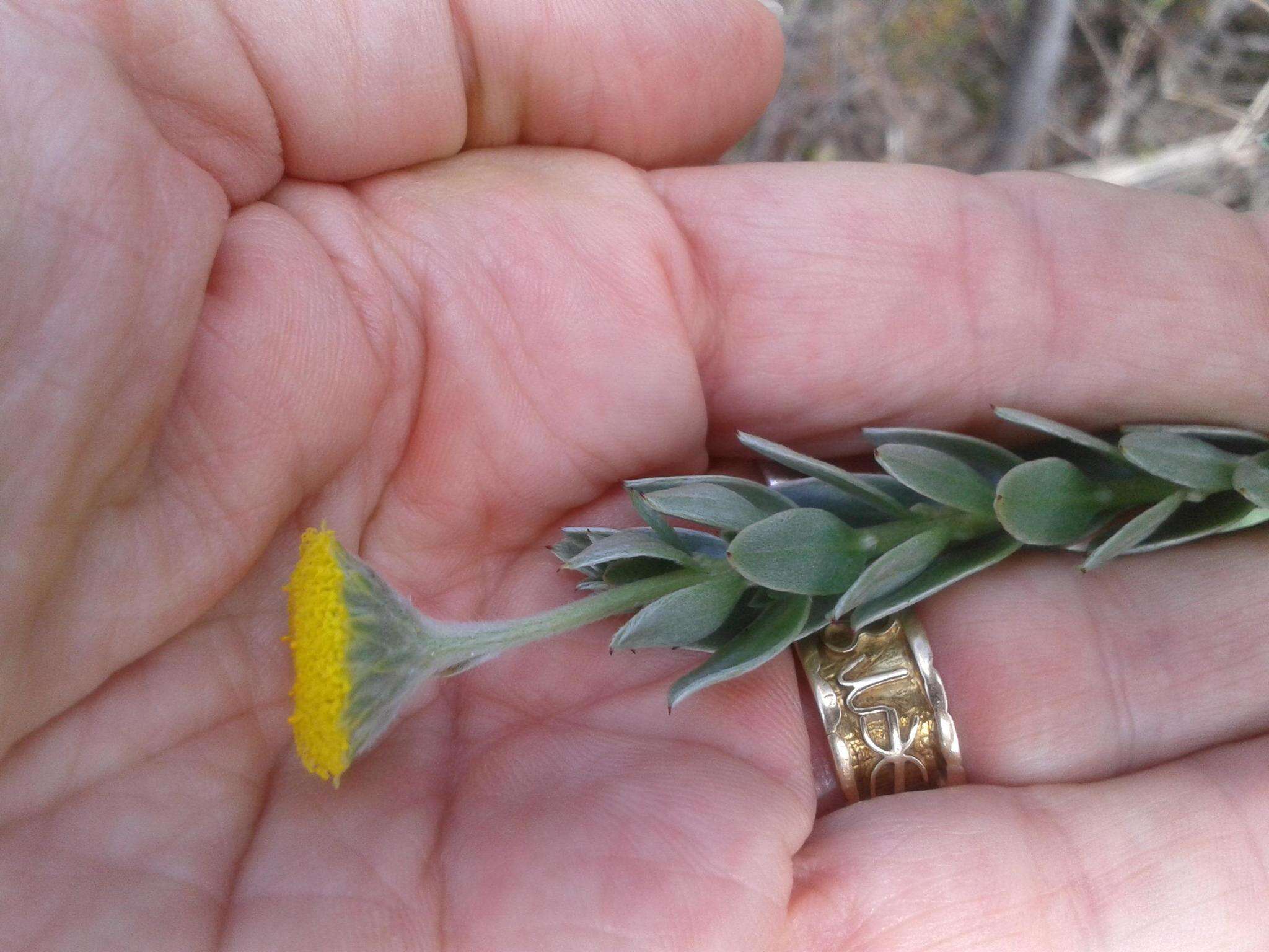 Слика од Schistostephium umbellatum (L. fil.) K. Bremer & C. J. Humphries