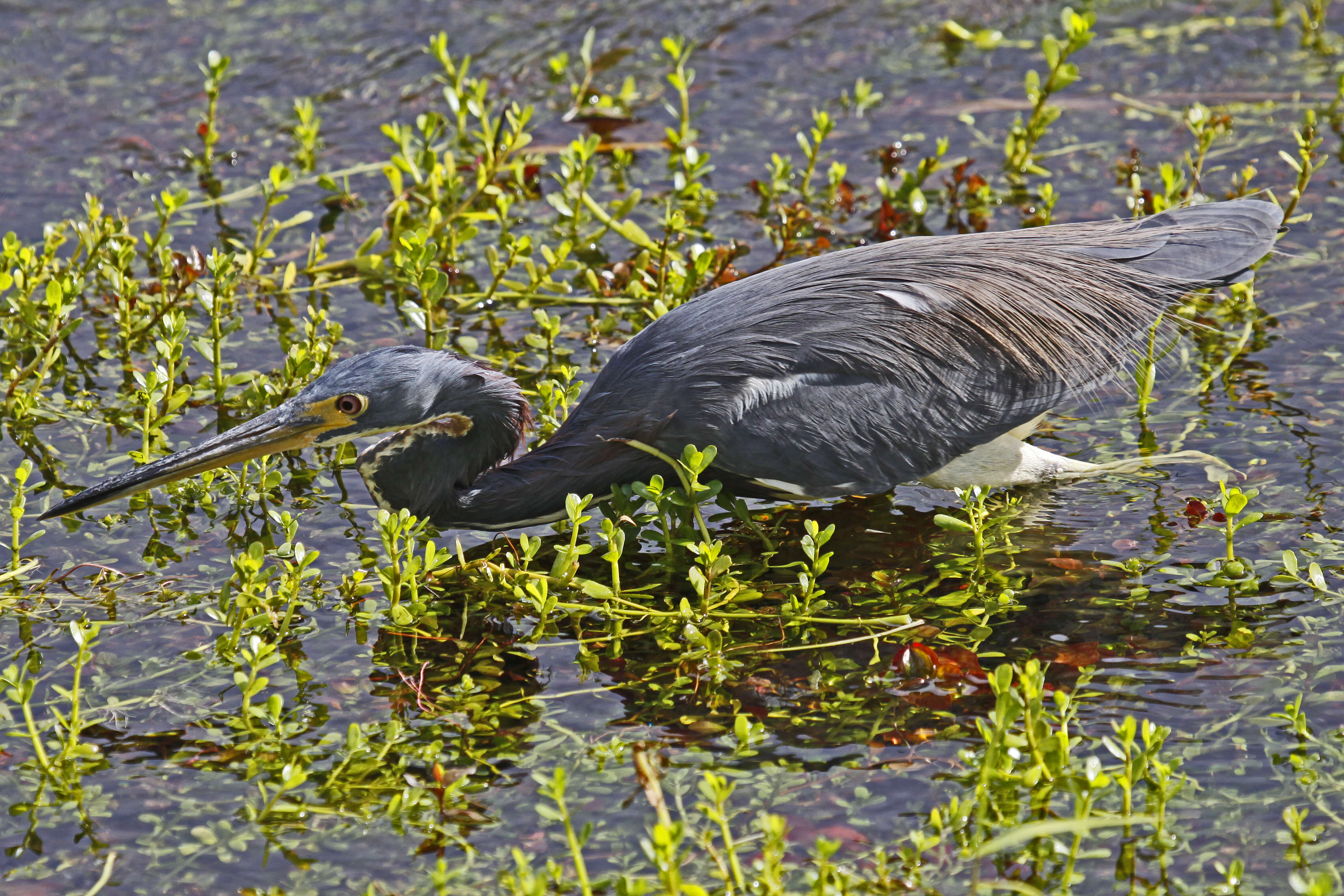 Image de Aigrette tricolore