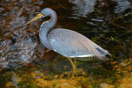 Image de Aigrette tricolore