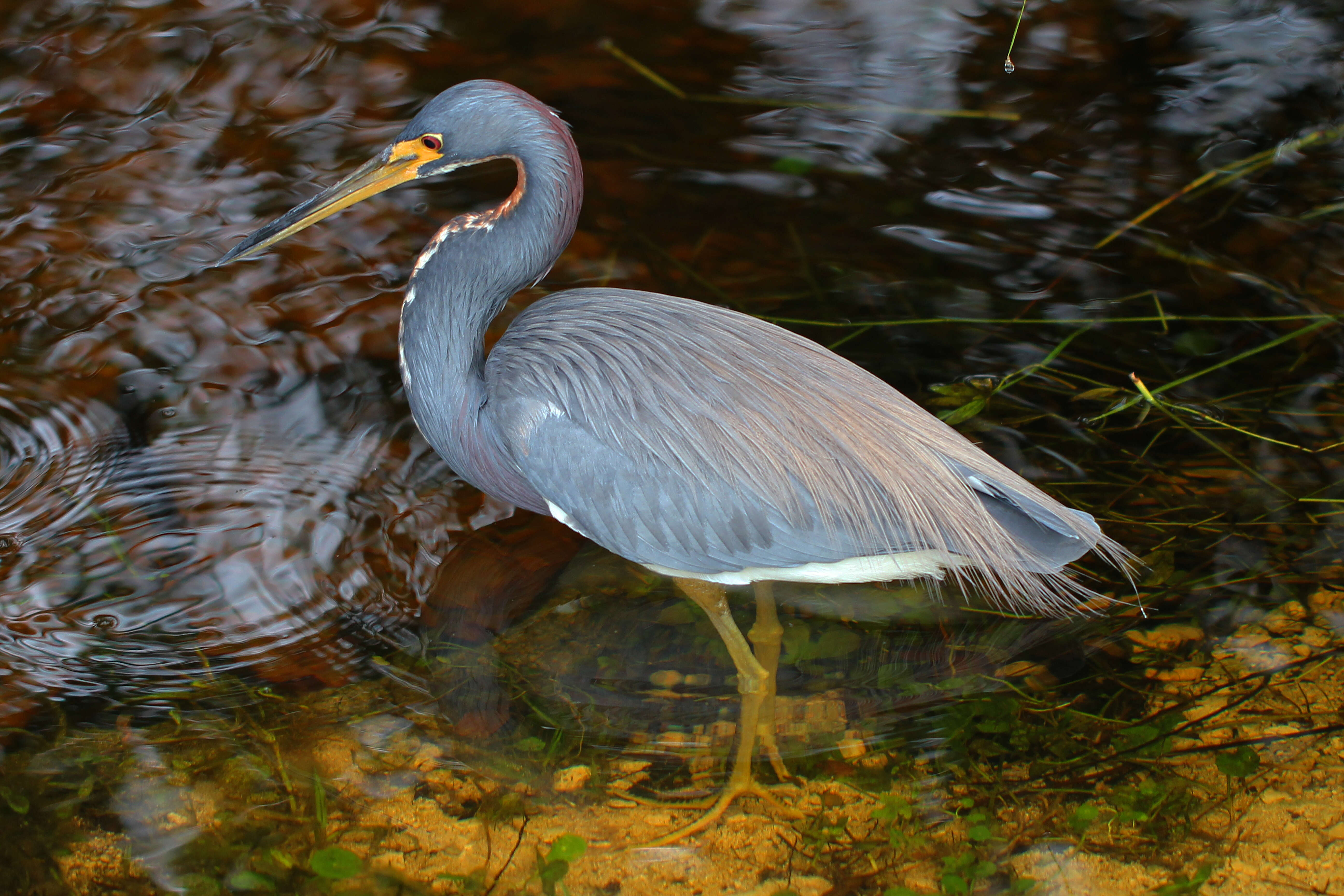 Image de Aigrette tricolore