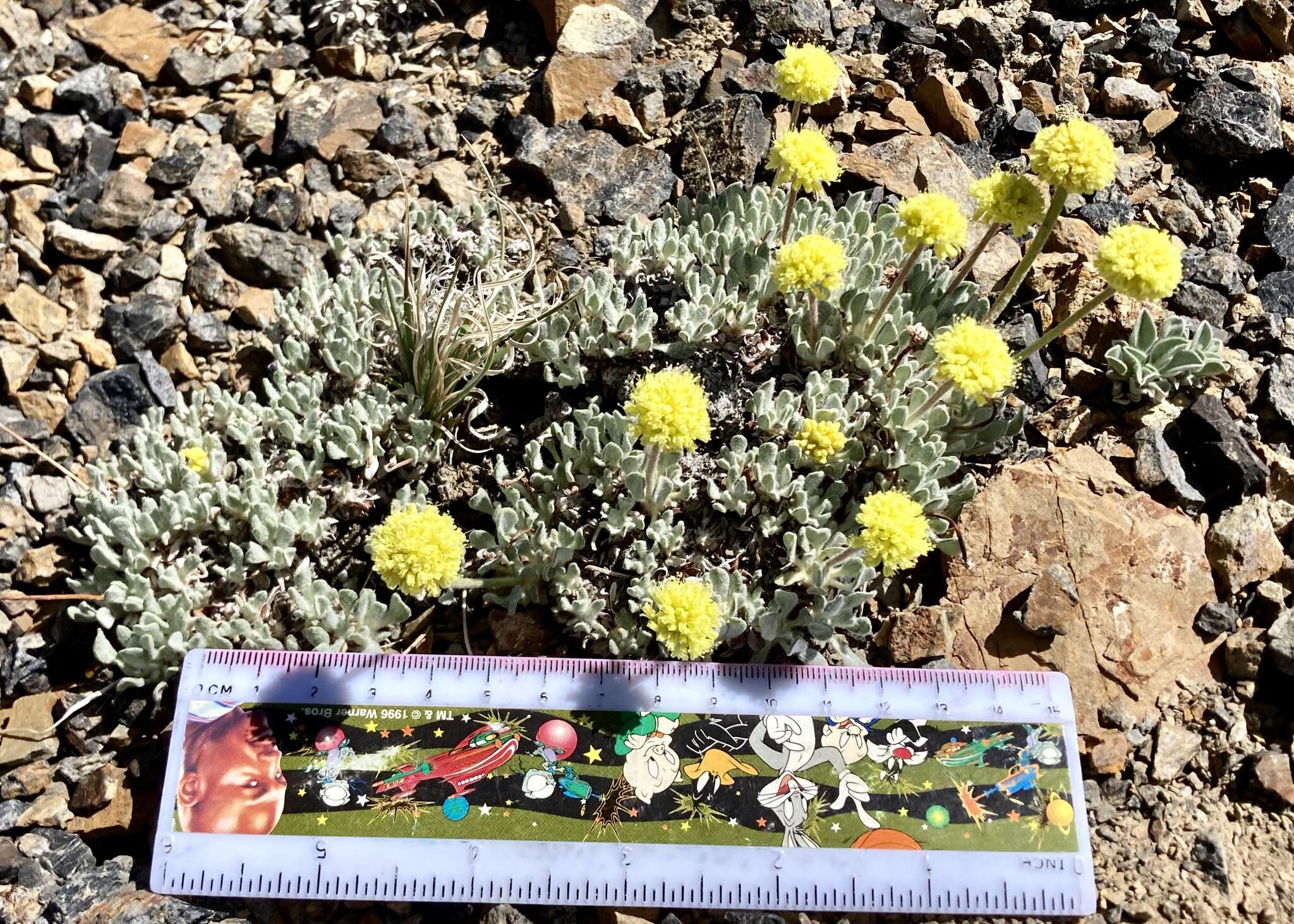 Image of Great Basin Desert buckwheat