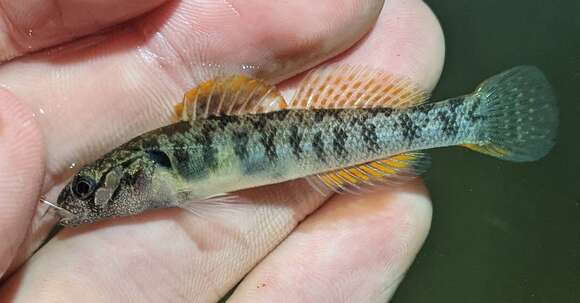 Image of Slabrock darter